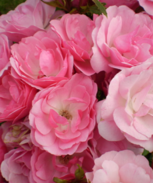 Pinktopia Rose (Rosa E.E 'Pinktopia') - 2 gallon