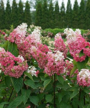 Pinky Winky Prime® Panicle Hydrangea (Hydrangea 'P Pinky Winky Prime') - 3 gallon