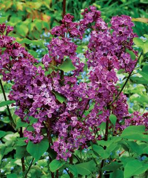 Pocahontas Lilac (Syringa x hyacin. 'Pocahontas') - 3 gallon 24"