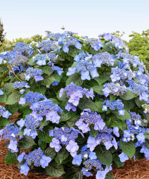 Pop Star® Reblooming Hydrangea (Hydrangea macrophylla 'Pop Star') - 2 gallon