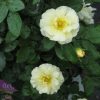 Popcorn Drift® Rose (Rosa 'Drift Popcorn') - 1 gallon