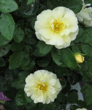 Popcorn Drift® Rose (Rosa 'Drift Popcorn') - 1 gallon