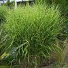Porcupine Grass (Miscanthus sinensis 'Strictus') - 3 gallon