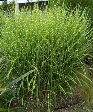 Porcupine Grass (Miscanthus sinensis 'Strictus') - 3 gallon