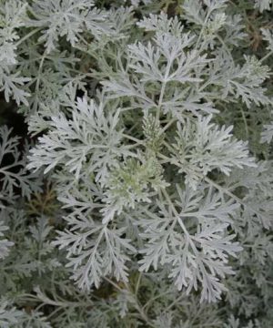 Powis Castle Artemisia (Artemisia x 'Powis Castle') - 1 gallon