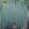 Prairie Blues Little Bluestem (Schizachyrium scoparium 'Prairie Blues') - 2 gallon