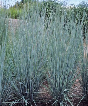 Prairie Blues Little Bluestem (Schizachyrium scoparium 'Prairie Blues') - 2 gallon