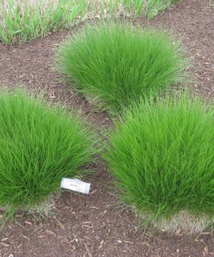 Prairie Dropseed (Sporobolus heterolepis 'Spor. Heterolepis') - 2 gallon