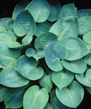 Prairie Skies Plantain Lily (Hosta prairie 'Prairie Skies') - 1 gallon