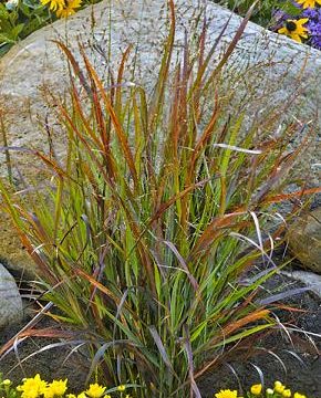 Prairie Winds® 'Cheyenne Sky' Red Switch Grass (Panicum virgatum 'Cheyenne Sky') - 3 gallon