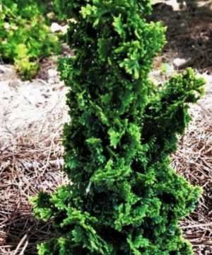 Primo™ Arborvitae (Thuja occidentalis 'Primo') - 3 gallon