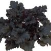 Primo® 'Black Pearl' Coral Bells (Heuchera 'Black Pearl') - 1 gallon