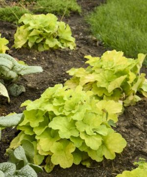Primo® 'Pistachio Ambrosia' Coral Bells (Heuchera pistachio 'Ambrosia') - 1 gallon