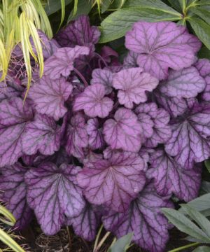 Primo® 'Wild Rose' Coral Bells (Heuchera wild 'Rose') - 1 gallon