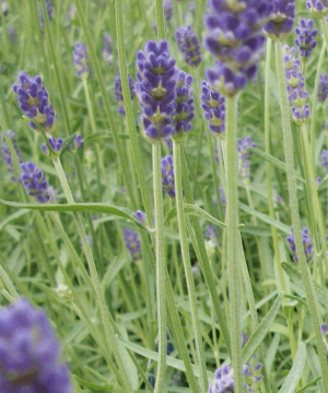 Provence Lavender (Lavandula x 'Provence') - half gallon