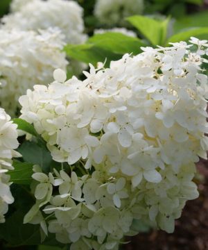 Puffer Fish® Panicle Hydrangea (Hydrangea 'P Puffer Fish') - 3 gallon