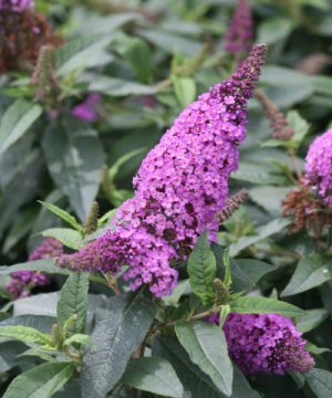 Pugster Periwinkle® Butterfly Bush (Buddleia 'Pugster Periwinkle') - 1 gallon