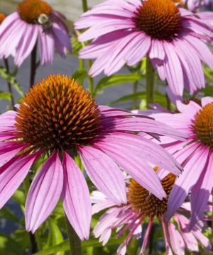 Purple Coneflower (Echinacea purpurea 'Magnus') - half gallon