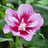 Purple Pillar® Rose of Sharon (Hibiscus syriacus 'Purple Pillar') - 3 gallon 18"