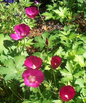 Purple Poppy Mallow (Callirhoe involucrata) - 2 gallon