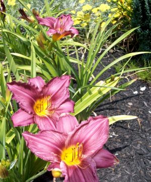Purple d'Oro Daylily (Hemerocallis purple 'Purple d'Oro') - 1 gallon