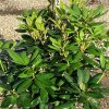 Purpureum Elegans Rhododendron (Rhododendron purpureum 'Elegans') - 3 gallon 15"