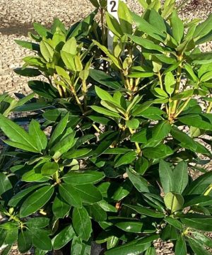 Purpureum Elegans Rhododendron (Rhododendron purpureum 'Elegans') - 3 gallon 15"