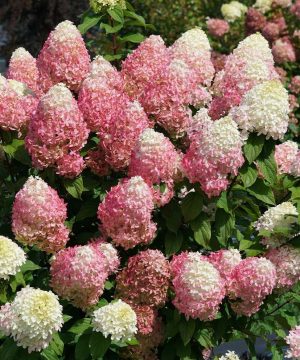 Quick Fire Fab® Panicle Hydrangea (Hydrangea 'P Quick Fire Fab') - 3 gallon