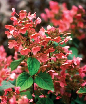 Quick Fire® Panicle Hydrangea (Hydrangea paniculata 'Bulk') - 3 gallon