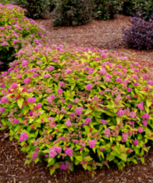 Rainbow Fizz™ Spirea (Spiraea JAP 'Rainbow Fizz') - 2 gallon