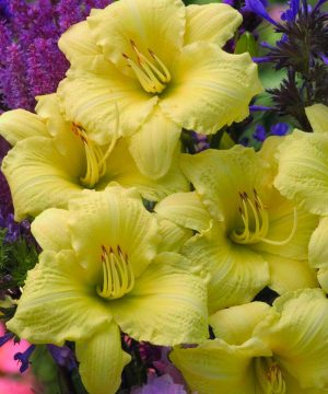 Rainbow Rhythm® 'Going Bananas' Daylily (Hemerocallis going 'Going Bananas') - 1 gallon