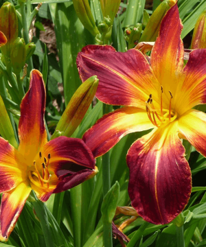 Rainbow Rhythm® 'Ruby Spider' Daylily (Hemerocallis ruby 'Ruby Spider') - 1 gallon