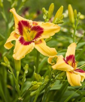 Rainbow Rhythm® 'Tiger Swirl' Daylily (Hemerocallis 'Rainbow Rhythm Tiger Swirl') - 1 gallon