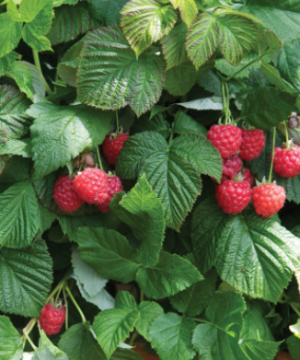 Raspberry Shortcake® (Rubus idaeus 'Raspberry Shortcake&trade;') - 2 gallon