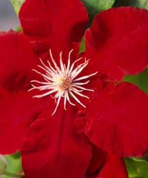 Rebecca™ Clematis (Clematis rebecca 'Rebecca') - 1 gallon
