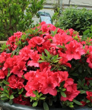 Red Demon Azalea (Azalea 'Exbury Red Demon') - 3 gallon