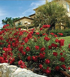 Red Drift® Rose (Rosa 'Drift Meigalpio') - 1 gallon