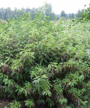 Red Gnome® Siberian Dogwood (Cornus alba 'Regnzam') - 3 gallon 15"