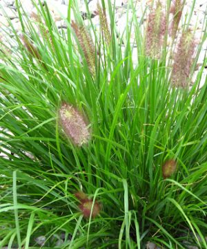 Red Head Fountain Grass (Pennisetum alopecuroides 'Red Head') - 1 gallon