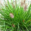 Red Head Fountain Grass (Pennisetum alopecuroides 'Red Head') - 3 gallon