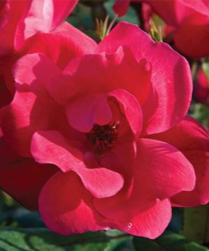 Red Knock Out® Rose (Rosa K.O 'Radrazz') - 3 gallon