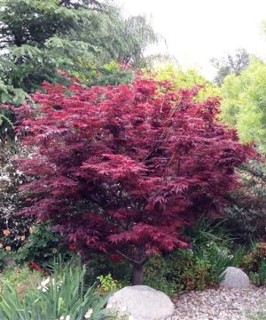 Red Leaf Japanese Maple (Acer palmatum 'Atropurpurea') - 3 gallon 24-30"