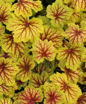 Red Lightning Coral Bells (Heuchera 'Red Lightning') - 1 gallon