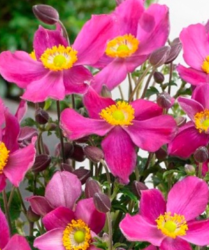 Red Riding Hood Windflower (Anemone 'Fantasy Red Riding Hood') - 1 gallon