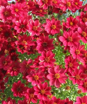 Red Satin Tickseed (Coreopsis 'Red Satin') - 1 gallon