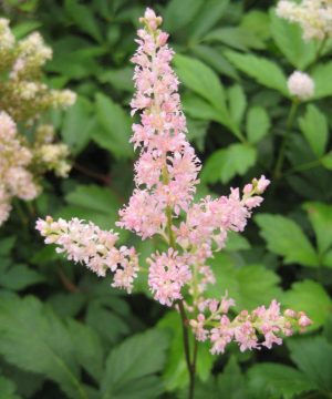 Rheinland Astilbe (Astilbe japonica 'Rheinland') - 1 gallon