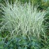 Rigoletto Maiden Grass (Miscanthus sinensis 'Rigoletto') - 3 gallon