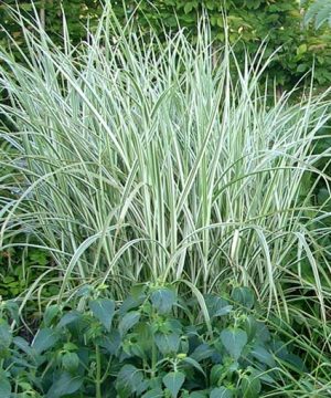 Rigoletto Maiden Grass (Miscanthus sinensis 'Rigoletto') - 3 gallon
