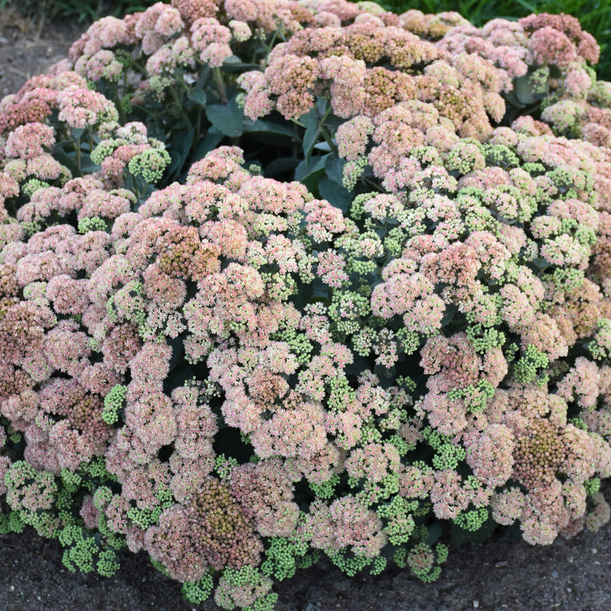 Rock 'N Grow® 'Coraljade' Stonecrop (Sedum coraljade) - 1 gallon