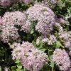 Rock 'N Round® 'Pure Joy' Stonecrop (Sedum pure 'Joy') - 1 gallon